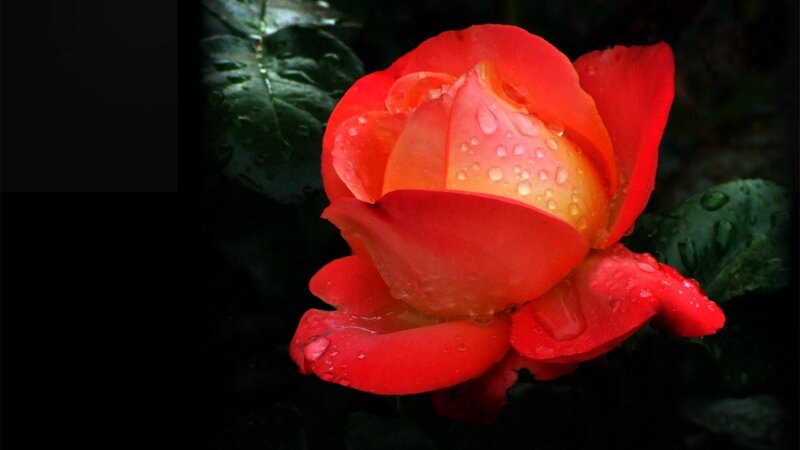 Red Rose with Water Droplets — Dramatic, Photograph, Flower, Leaves, Water Droplets