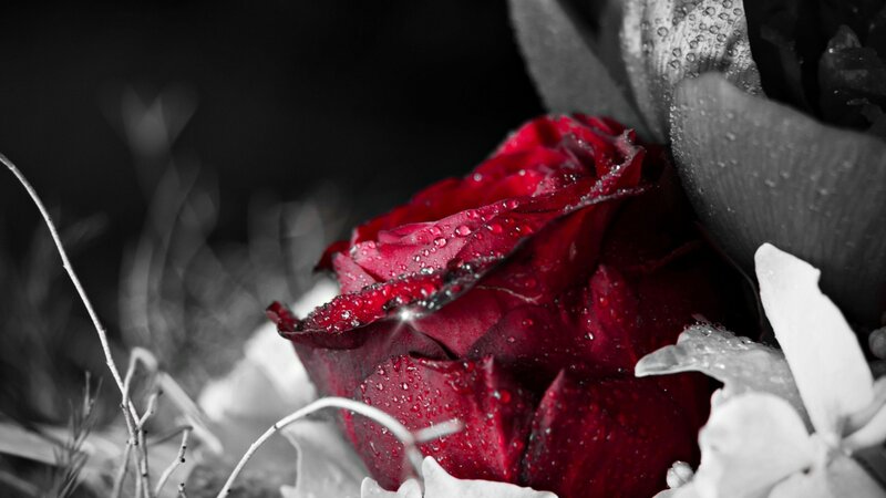 Red Rose with Water Droplets — Dramatic, Photograph, Flower, Water Droplets, Leaves