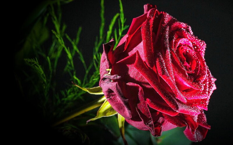Red Rose with Water Droplets — Dramatic, Photograph, Green Foliage, Stem