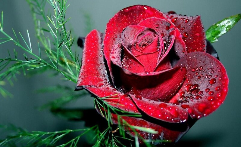 Red Rose with Water Droplets — Dramatic, Photograph, Green Foliage