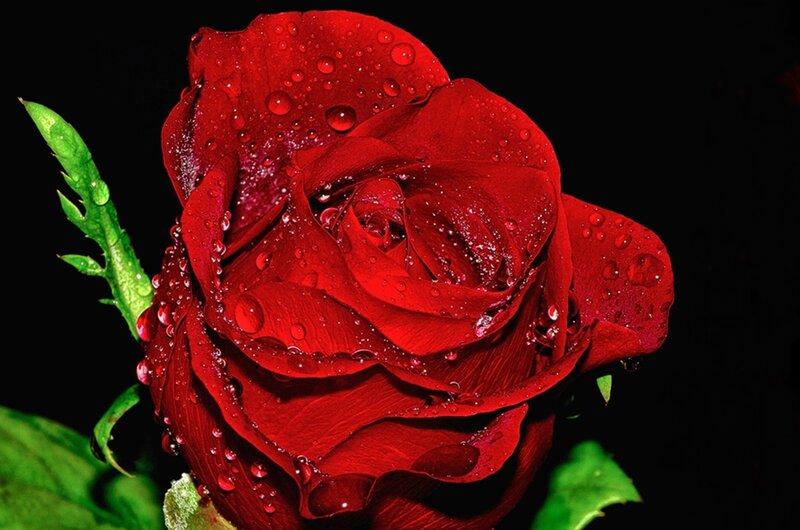 Red Rose with Water Droplets — Dramatic, Photograph, Green Leaf, Black Background