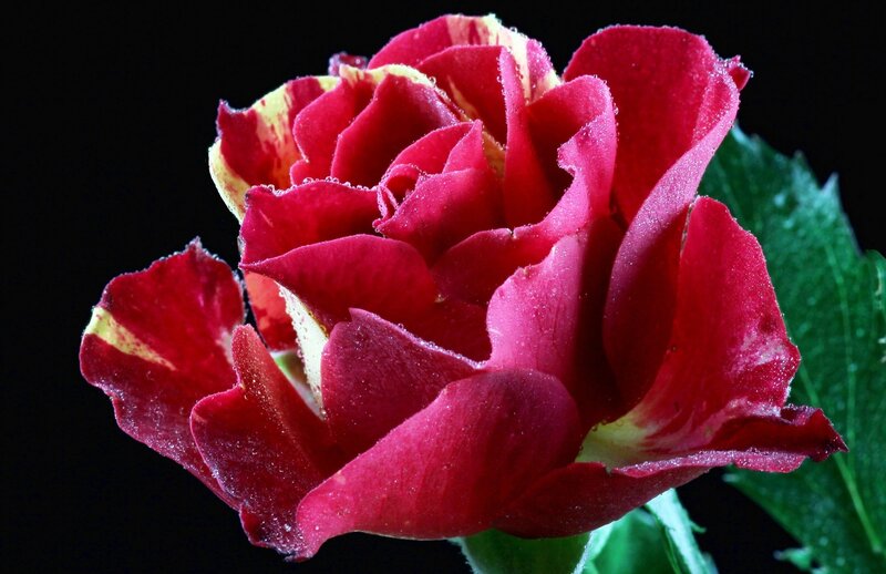 Red Rose with Water Droplets — Dramatic, Photograph, Green Leaf, Petals