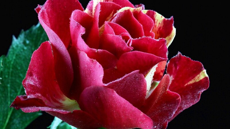 Red Rose with Water Droplets — Dramatic, Photograph, Green Leaf, Petals, Water Droplets
