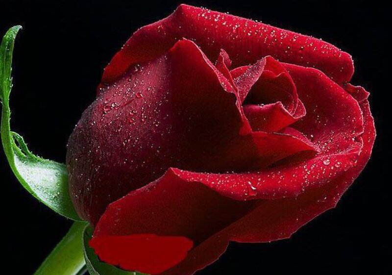 Red Rose with Water Droplets — Dramatic, Photograph, Green Leaf, Stem