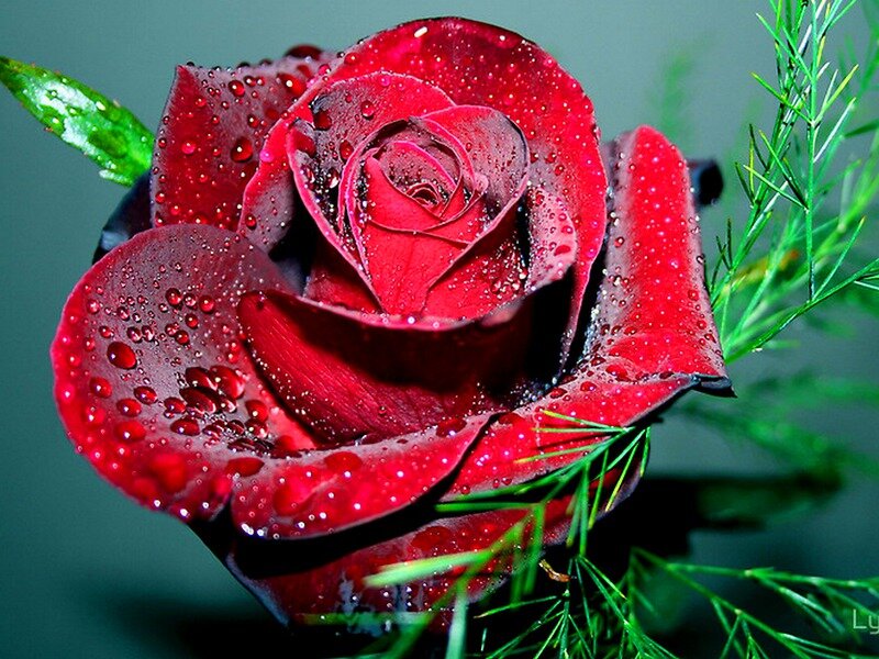 Red Rose with Water Droplets — Dramatic, Photograph, Green Leaf