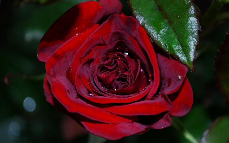 Red Rose with Water Droplets — Dramatic, Photograph, Green Leaf, Water Droplets