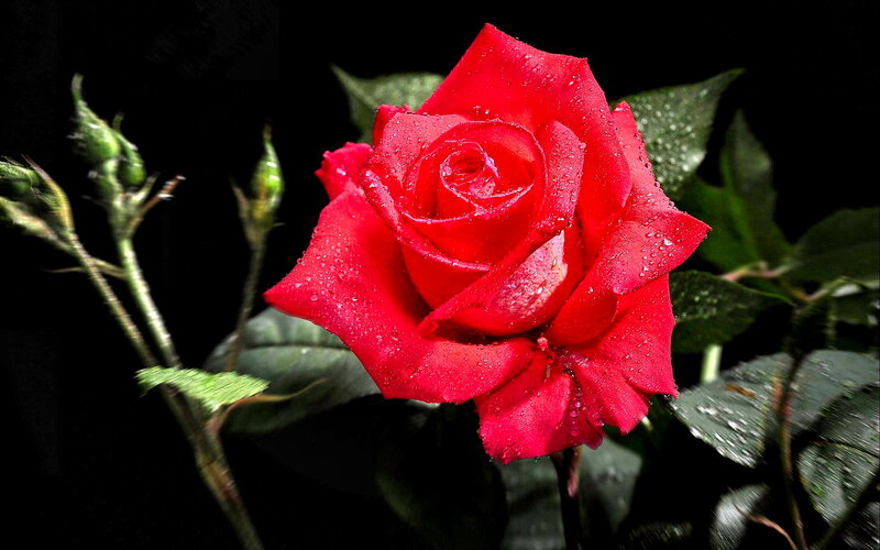 Red Rose with Water Droplets — Dramatic, Photograph, Green Leaves, Buds, Dark Background