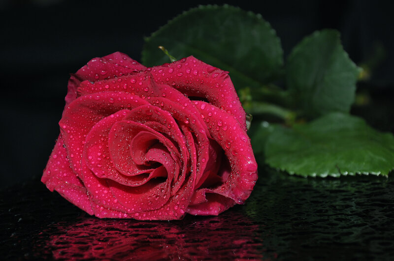 Red Rose with Water Droplets — Dramatic, Photograph, Green Leaves, Dark Surface