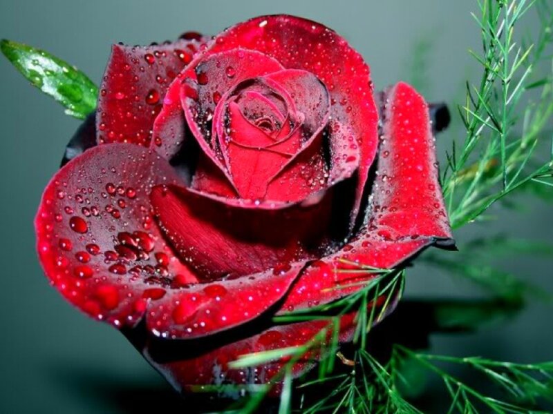 Red Rose with Water Droplets — Dramatic, Photograph, Green Leaves