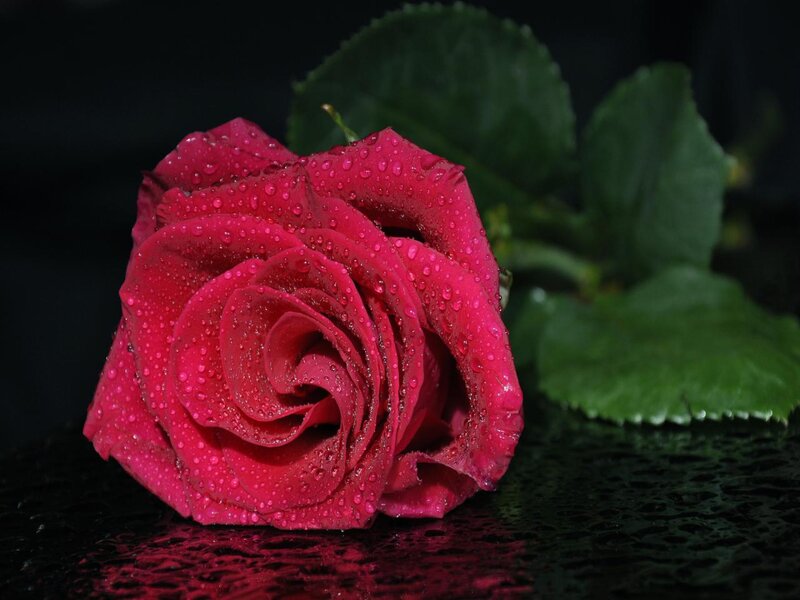 Red Rose with Water Droplets — Dramatic, Photograph, Green Leaves, Water Droplets, Dark Surface