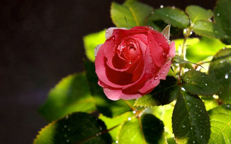 Red Rose with Water Droplets — Dramatic, Photograph, Green Leaves, Water Droplets, Sunlight