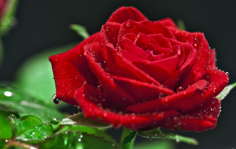 Red Rose with Water Droplets — Dramatic, Photograph, Green Leaves, Water Droplets