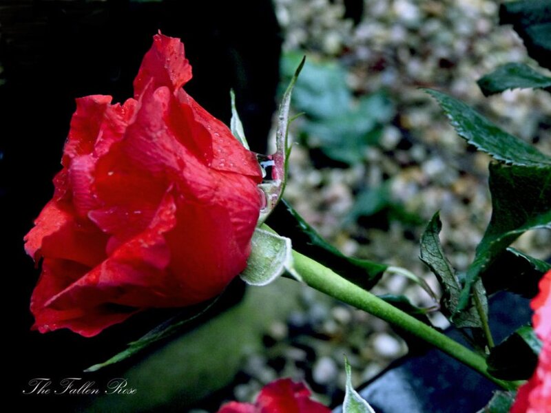 Red Rose with Water Droplets — Dramatic, Photograph, Green Stem, Leaves