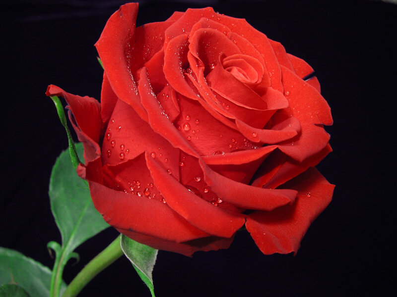 Red Rose with Water Droplets — Dramatic, Photograph, Green Stem