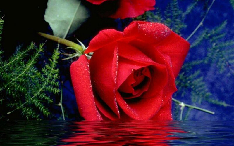 Red Rose with Water Droplets — Dramatic, Photograph, Greenery