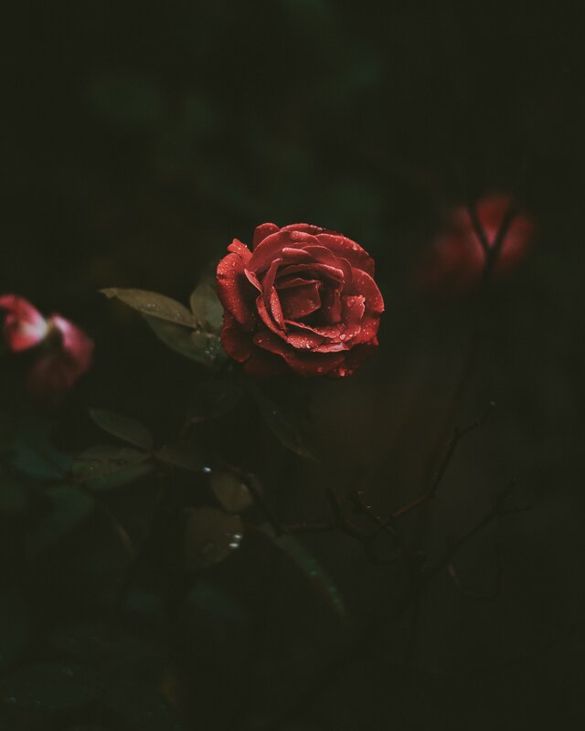 Red Rose with Water Droplets — Dramatic, Photograph, Leaf, Bud