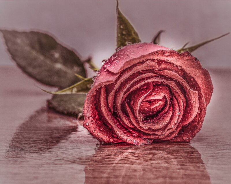 Red Rose with Water Droplets — Dramatic, Photograph, Leaf, Stem, Surface