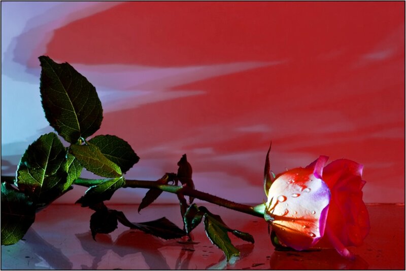 Red Rose with Water Droplets — Dramatic, Photograph, Leaf, Stem