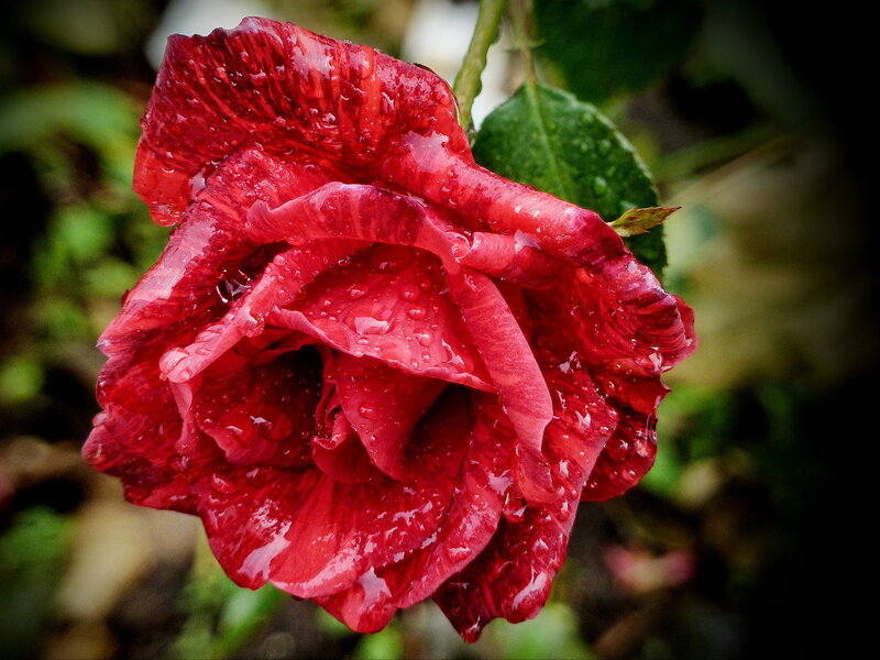 Red Rose with Water Droplets — Dramatic, Photograph, Leaf, Stem, Water Droplets