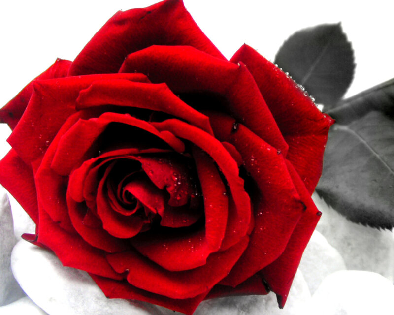 Red Rose with Water Droplets — Dramatic, Photograph, Leaf, Stone