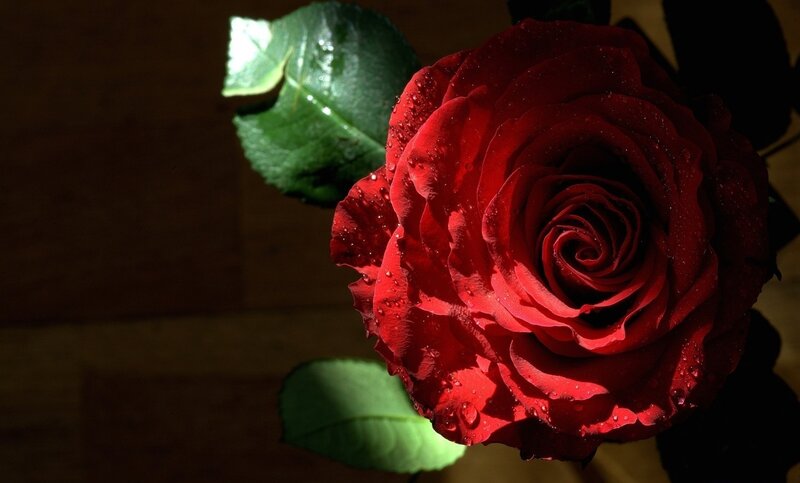 Red Rose with Water Droplets — Dramatic, Photograph, Leaf, Water Droplet