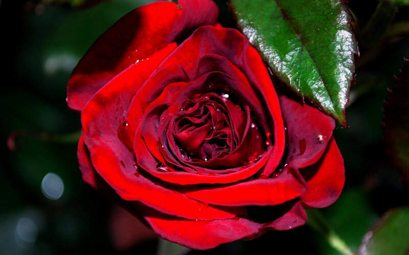 Red Rose with Water Droplets — Dramatic, Photograph, Leaf, Water Droplets