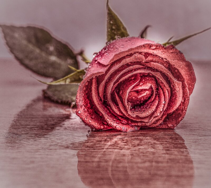 Red Rose with Water Droplets — Dramatic, Photograph, Leaf, Wooden Surface