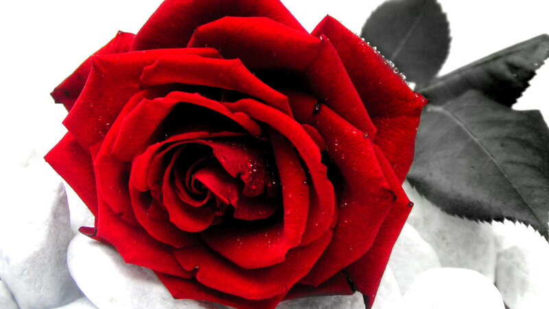 Red Rose with Water Droplets — Dramatic, Photograph, Leaves, Rocks
