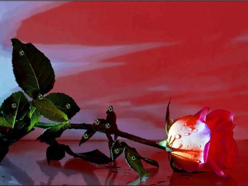 Red Rose with Water Droplets — Dramatic, Photograph, Leaves, Stem