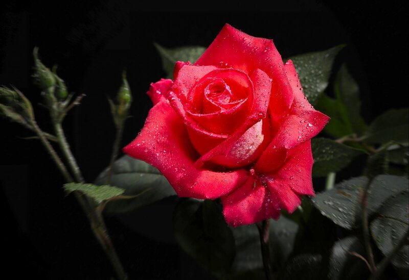 Red Rose with Water Droplets — Dramatic, Photograph, Leaves