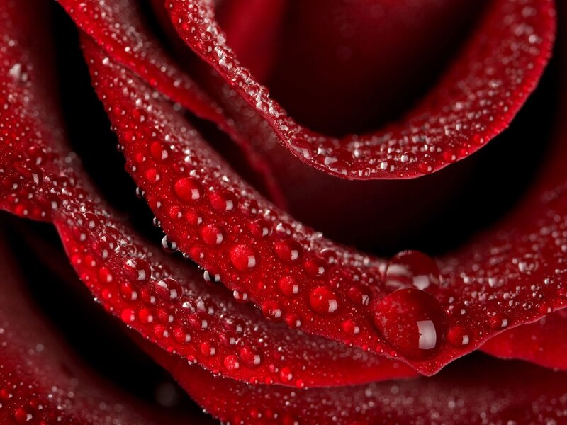 Red Rose with Water Droplets — Dramatic, Photograph, Petals, Dark Background