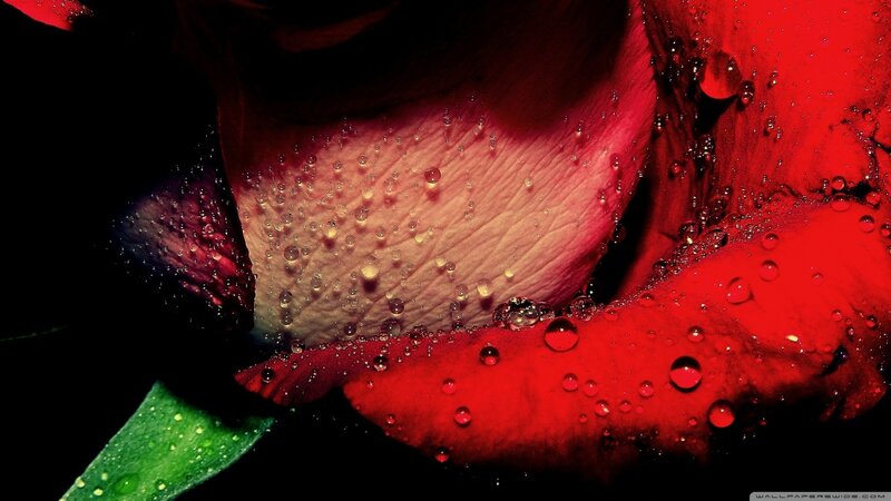 Red Rose with Water Droplets — Dramatic, Photograph, Petals, Leaf