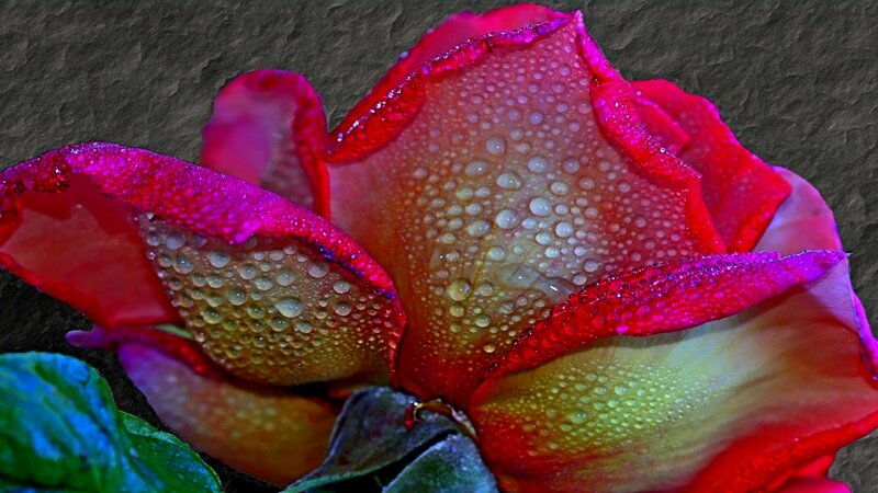Red Rose with Water Droplets — Dramatic, Photograph, Petals, Leaves