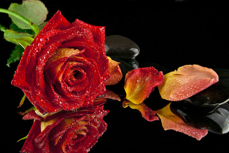 Red Rose with Water Droplets — Dramatic, Photograph, Petals, Rocks