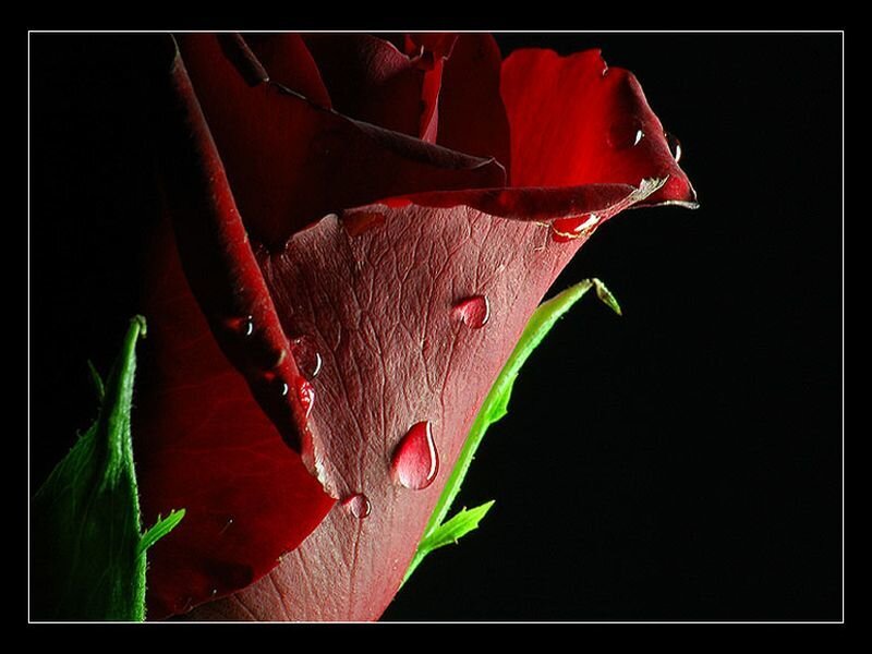 Red Rose with Water Droplets — Dramatic, Photograph, Petals, Stem, Leaves