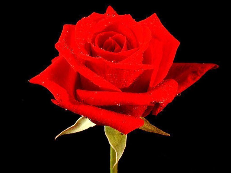 Red Rose with Water Droplets — Dramatic, Photograph, Petals, Stem