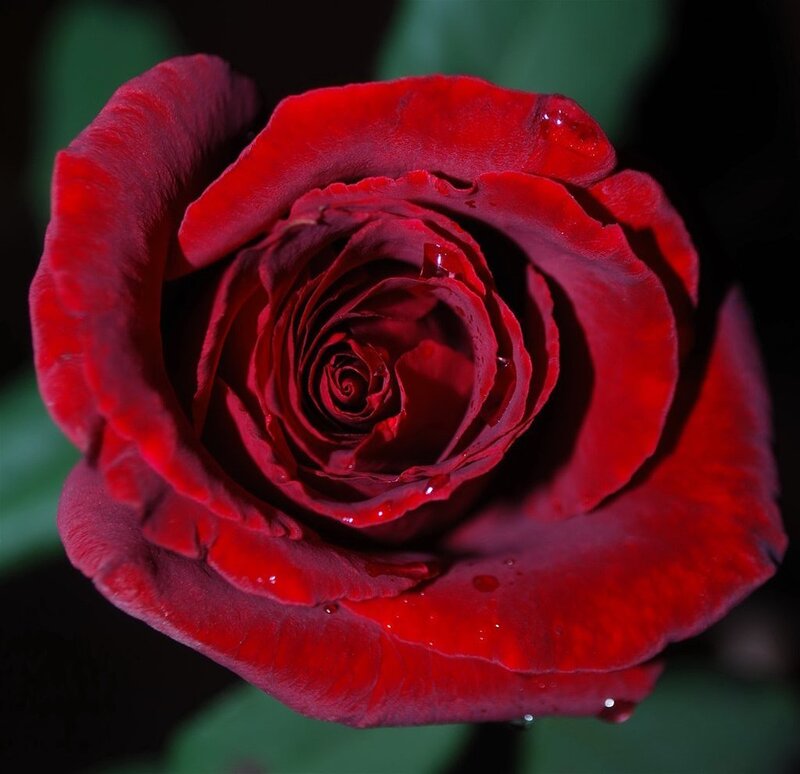 Red Rose with Water Droplets — Dramatic, Photograph, Petals
