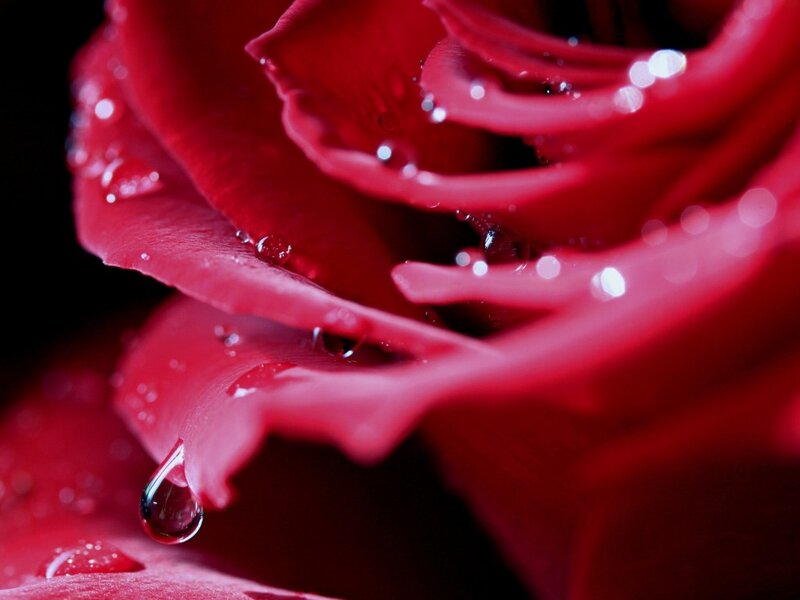 Red Rose with Water Droplets — Dramatic, Photograph, Petals, Water Droplets, Dark Background
