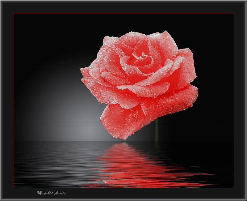 Red Rose with Water Droplets — Dramatic, Photograph, Reflection