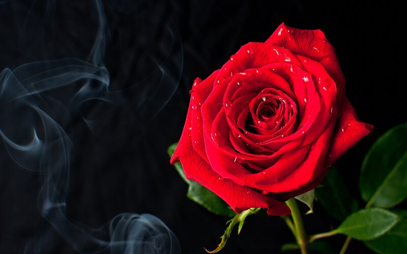 Red Rose with Water Droplets — Dramatic, Photograph, Smoke, Leaves, Stem, Black, Green