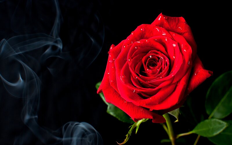Red Rose with Water Droplets — Dramatic, Photograph, Smoke, Leaves, Stem
