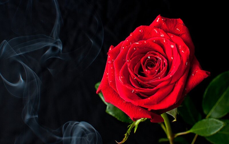 Red Rose with Water Droplets — Dramatic, Photograph, Smoke, Leaves