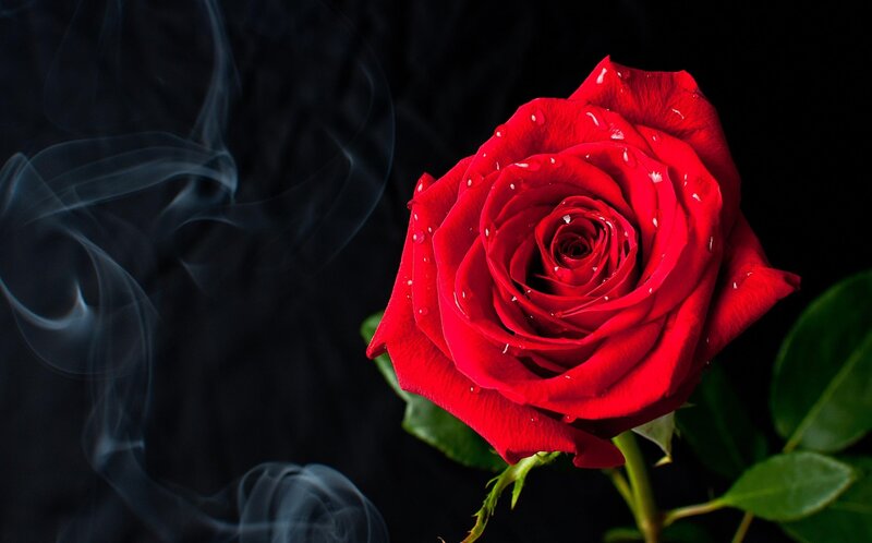 Red Rose with Water Droplets — Dramatic, Photograph, Smoke