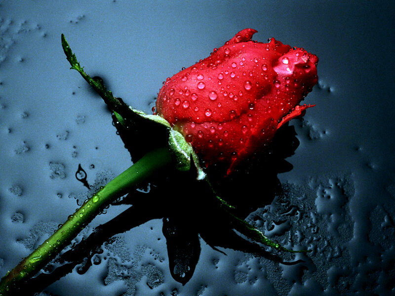 Red Rose with Water Droplets — Dramatic, Photograph, Stem, Leaf, Surface