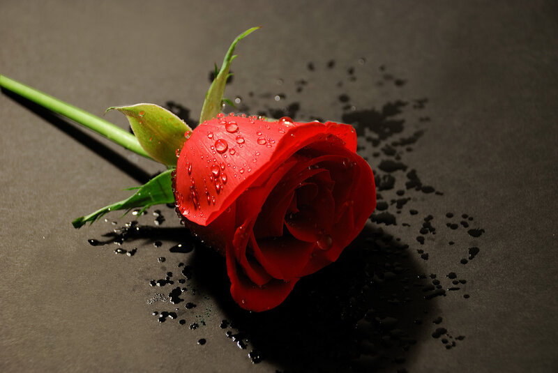 Red Rose with Water Droplets — Dramatic, Photograph, Stem, Leaf