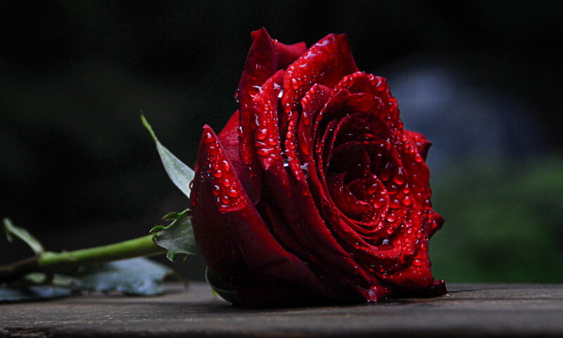 Red Rose with Water Droplets — Dramatic, Photograph, Stem, Leaf, Wooden Surface