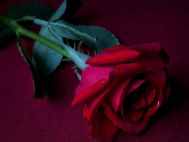 Red Rose with Water Droplets — Dramatic, Photograph, Stem