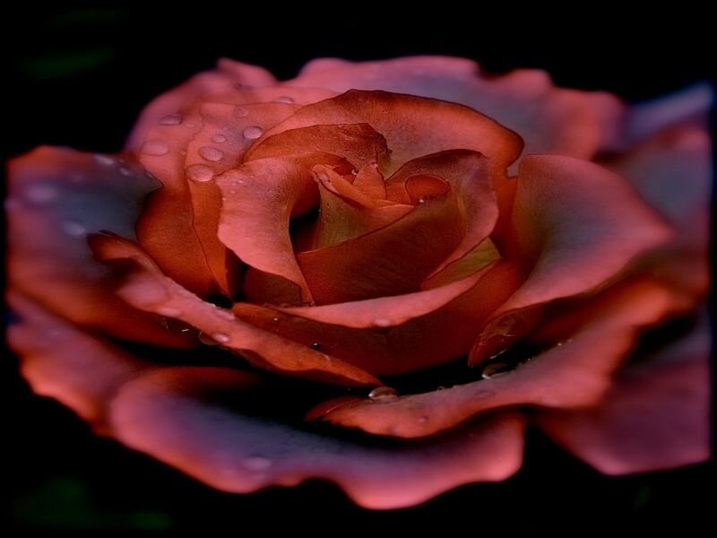 Red Rose with Water Droplets — Dramatic, Photograph