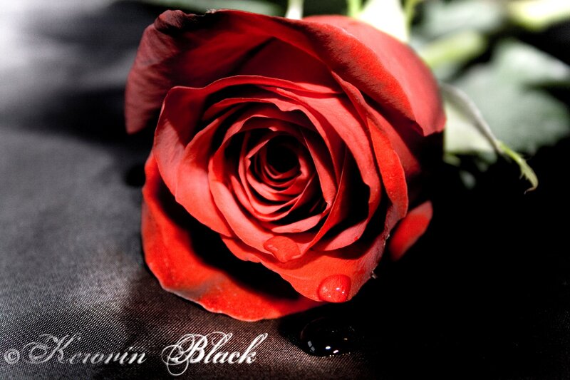 Red Rose with Water Droplets — Dramatic, Photograph, Water Droplet