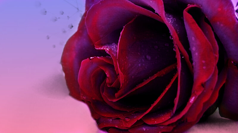 Red Rose with Water Droplets — Dramatic, Photograph, Water Droplets, Background